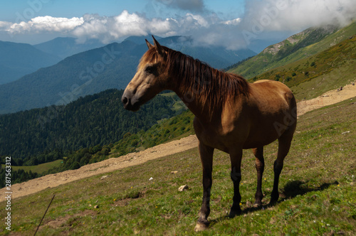 on a summer day, a horse grazes in an alpine meadow on a gentle slope in the Caucasus mountains against the background of peaked peaks and white clouds