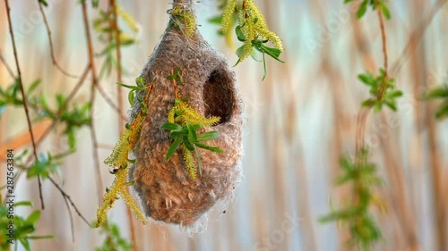 Eurasian penduline tit (Remiz pendulinus) nest hanging on a twig photo