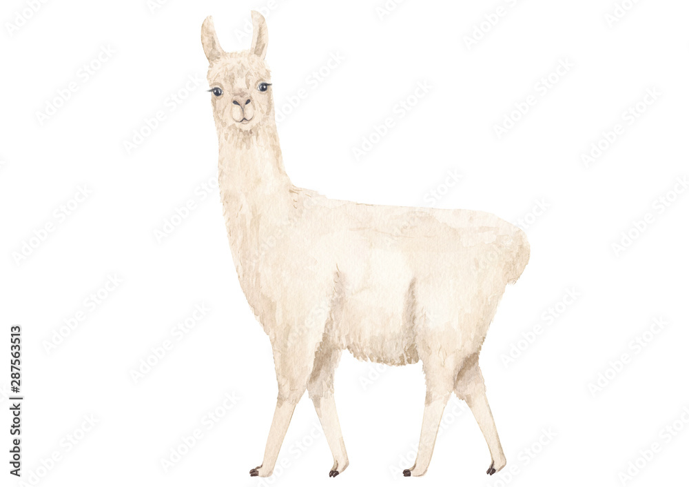 Fototapeta premium White llama or alpaca watercolor hand drawn illustration isolated on white background. Cute mammal animal painting for design, print, background or wall art.