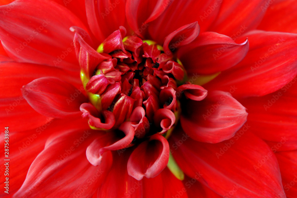 Closeup of red flower.