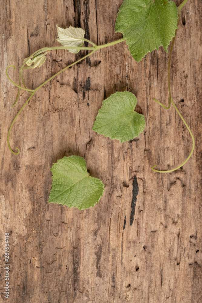 fresh green grape leaves on a wooden background fresh green grape leaves on a wooden background
