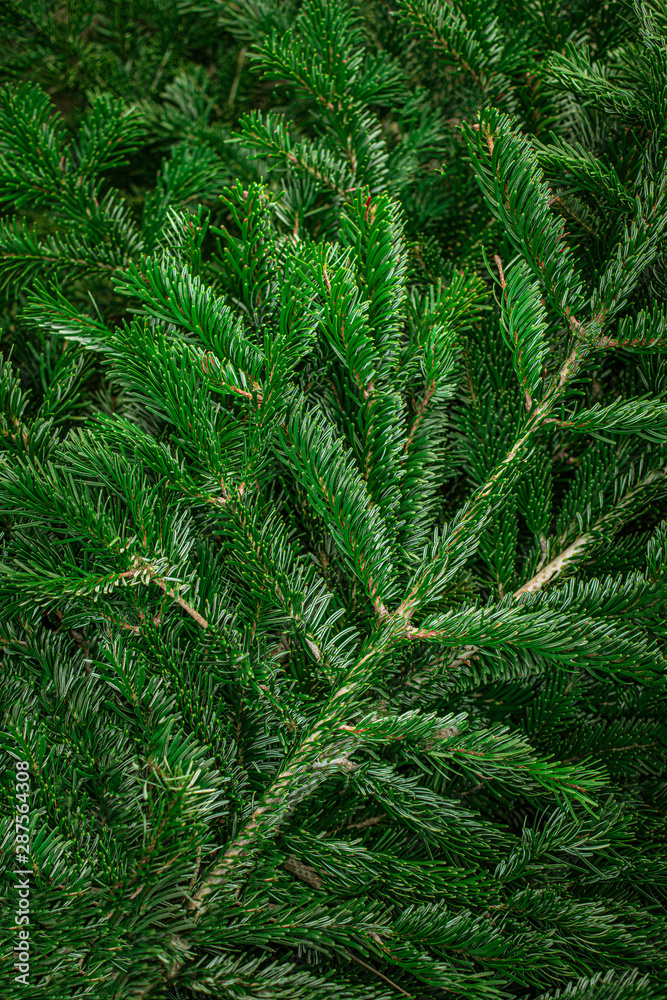 Christmas green tree branches close up. Festive Xmas border for New Year Design. Flat lay. Christmas green tree branches close up. Festive Xmas border for New Year Design. Flat lay.