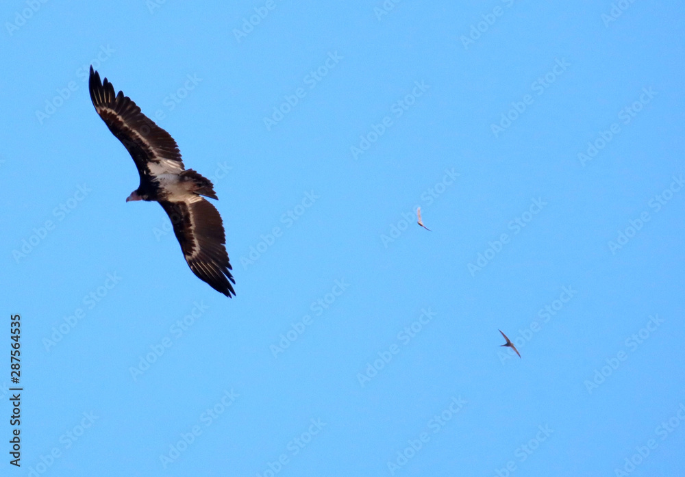 Obraz premium Adler in Afrika