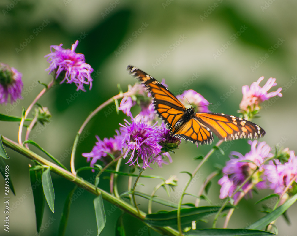 Monarch butterfly, Danaus plexippus, on liatris flower 