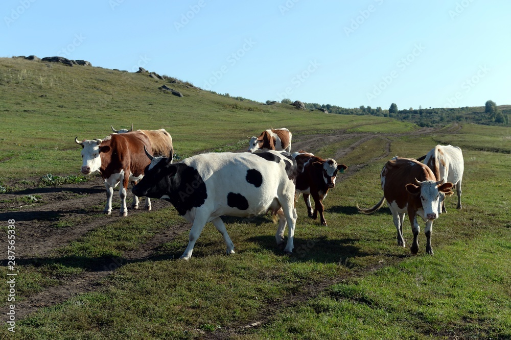 The cow herd returns in the evening from the pasture. Western Siberia. Russia The cow herd returns in the evening from the pasture. Western Siberia. Russia