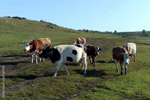 The cow herd returns in the evening from the pasture. Western Siberia. Russia