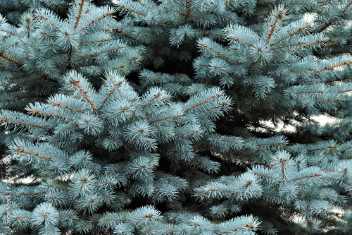 fluffy branches of blue spruce