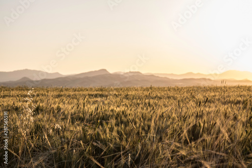 Iraq Kurdistan landscape view of Zagros and fields photo