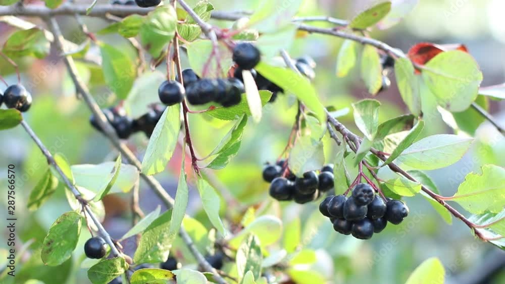 Chokeberry ripe black berries close up on a branch, healthy farm food and gardening concept, fresh juicy vitamins Chokeberry ripe black berries close up on a branch, healthy farm food and gardening concept, fresh juicy vitamins