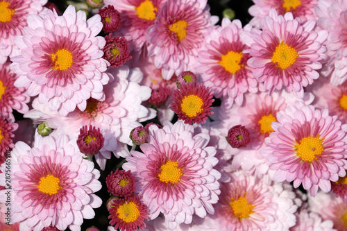 Pink and red chrysanthemum flowers, colorful floral background, selective focus. Festive beautiful pattern, symbol of autumn © Oleg