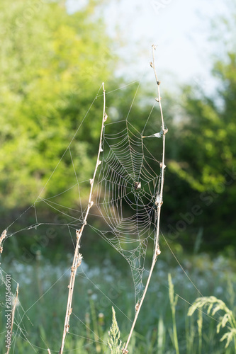 Beautiful spider web outside and grass background.
