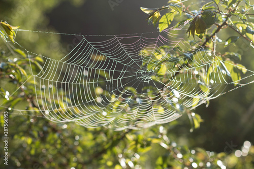 Beautiful spider web in the tree and copy space indian summer