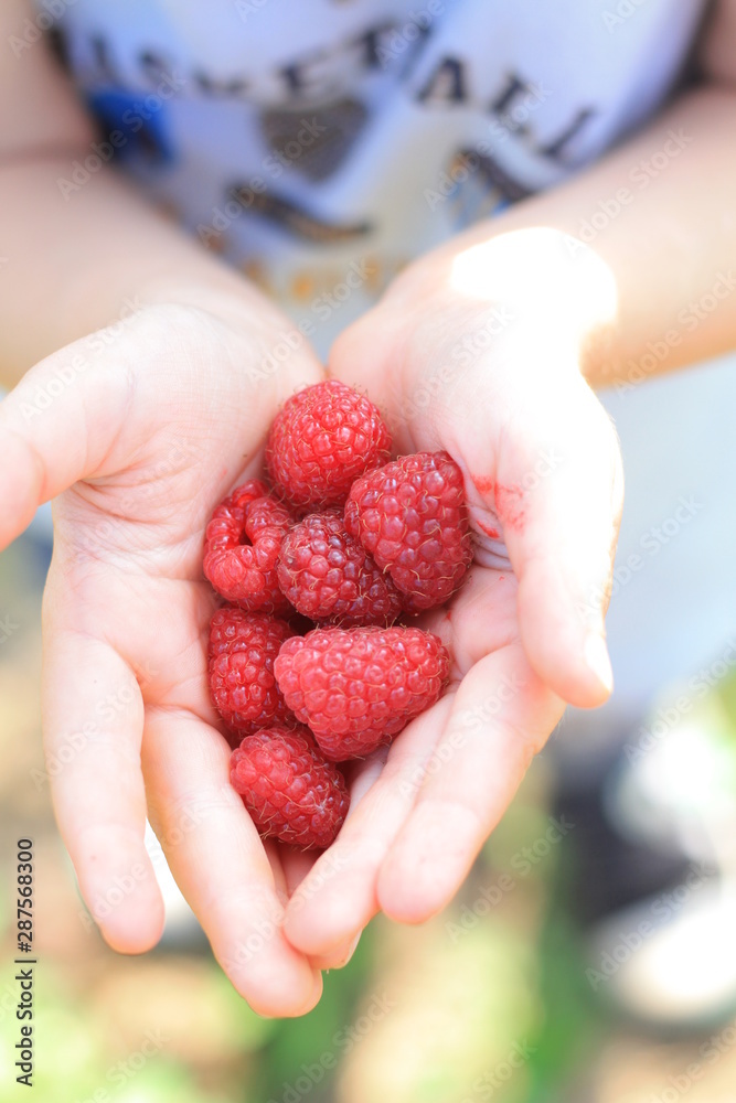 tasty raspberry in child hands tasty raspberry in child hands