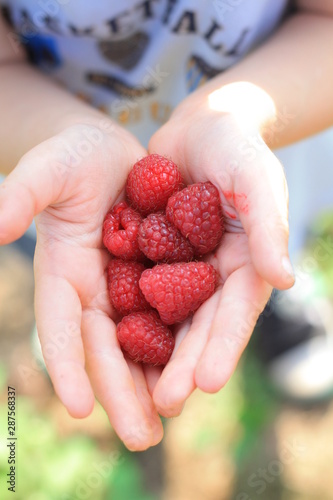 tasty raspberry in child hands