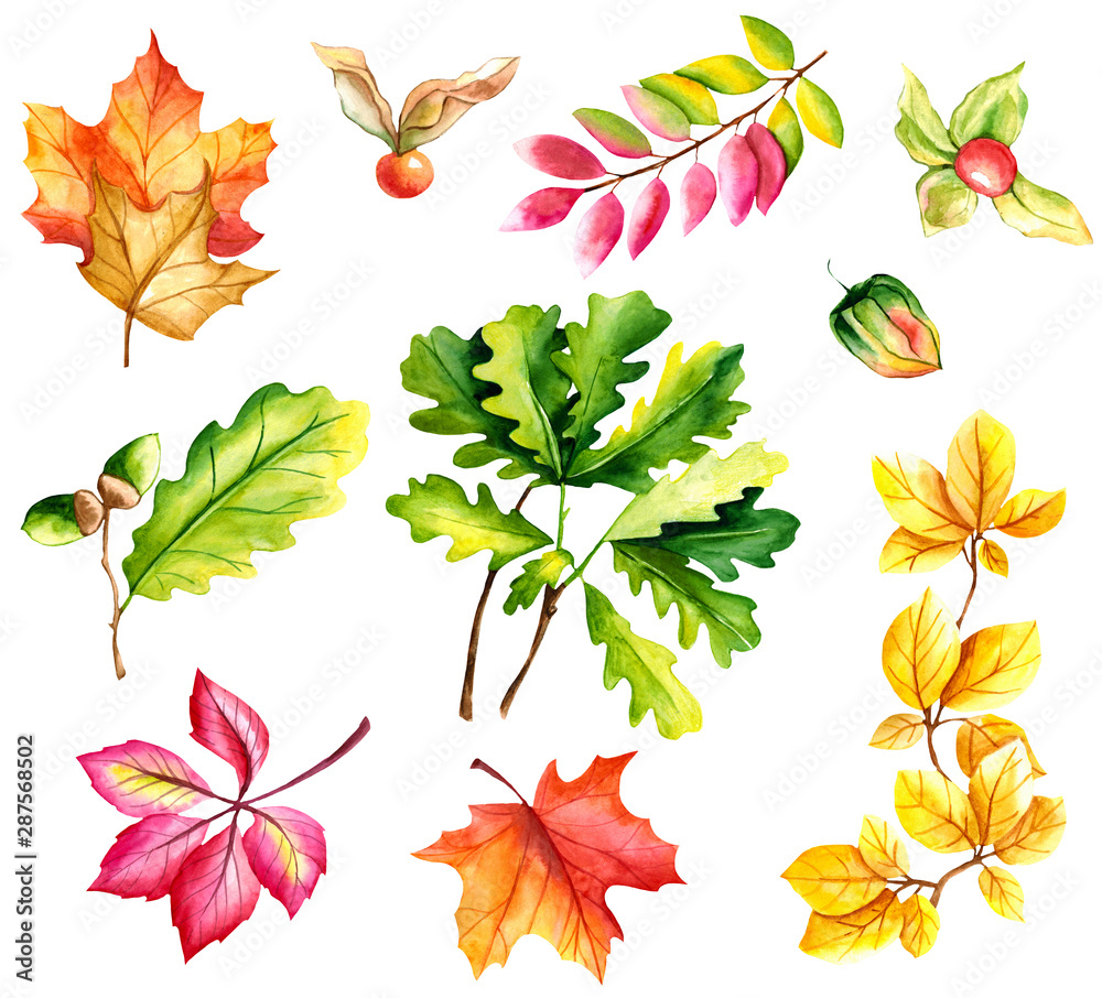 Fototapeta premium Autumn leaves set isolated on white background. Watercolor hand drawn illustration