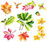 Autumn leaves set isolated on white background. Watercolor hand drawn illustration