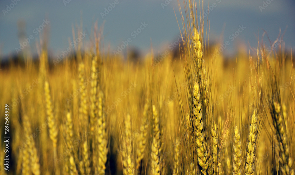 Field at golden hour