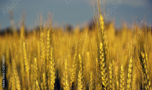 Field at golden hour © ionutj