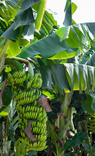banana agriculture field 