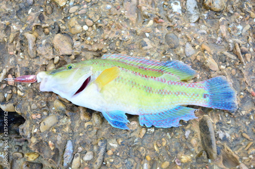 Guban Black Sea fish, bright, colored on stone