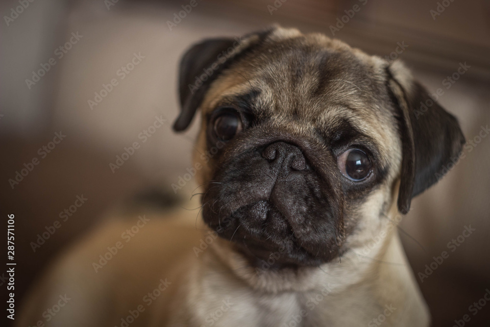 cute open-eyed pug puppy looking at the camera