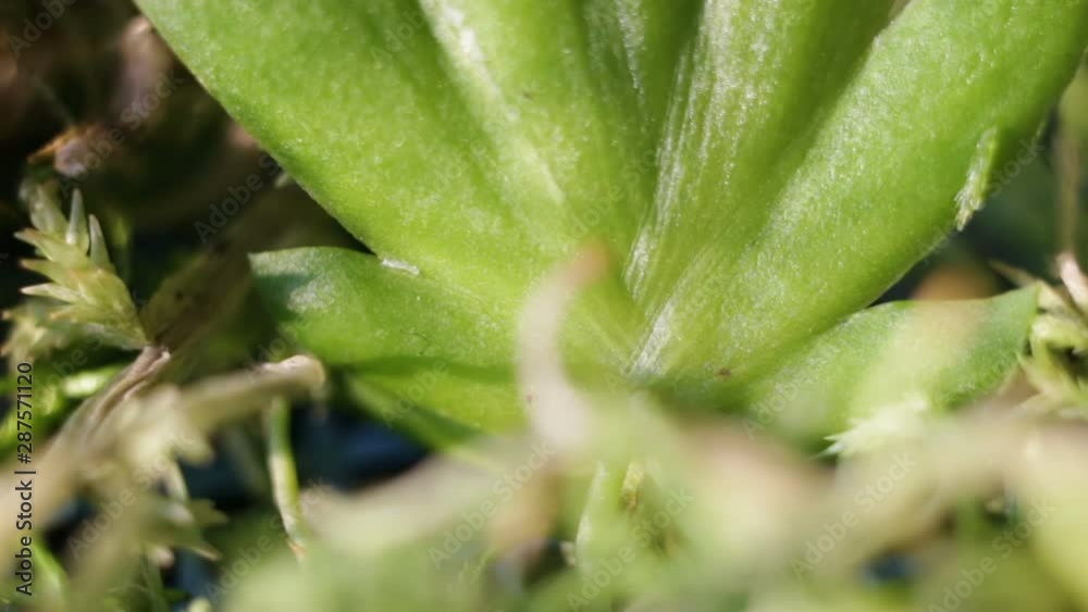 Delicate little lively green plant to extreme closeup. Real time, side view Delicate little lively green plant to extreme closeup. Real time, side view