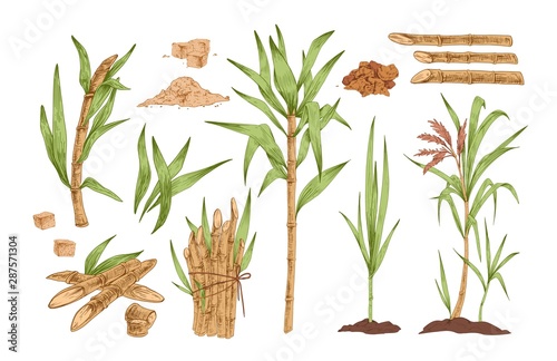 Sugarcane hand drawn vector illustrations set. Growing tree sprout with leaves and stem. Sugar cane sprigs in soil drawings pack. Food spices and flavoring harvest isolated cliparts collection.