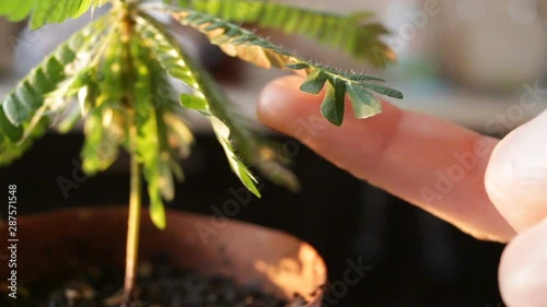 Tickling the leaf of biophytum sensitive. The plant folds the leaves from the touch. In frame plant, pot and hand close-up, POV, side view, real time photo