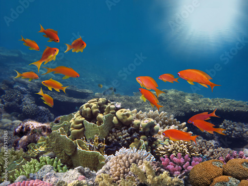 Fototapeta Naklejka Na Ścianę i Meble -  Tropical fish and Hard corals in the Red Sea