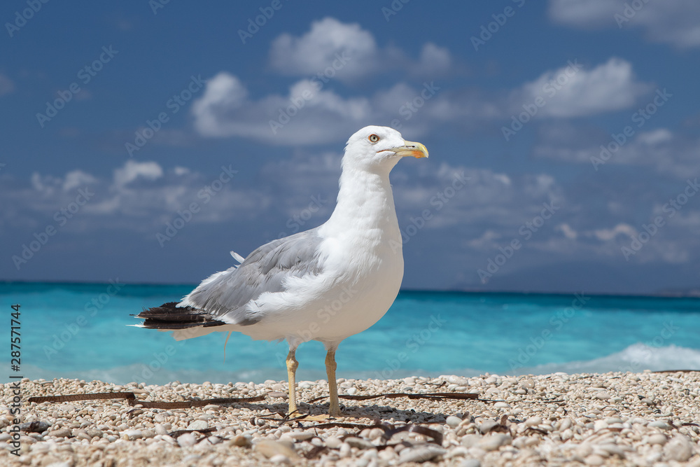 A close up, front and side view of a friendly common seagull (Larus argentatus), feathered marine bird standing on a coastal waterfront with blue sky and copy-space. A close up, front and side view of a friendly common seagull (Larus argentatus), feathered marine bird standing on a coastal waterfront with blue sky and copy-space.