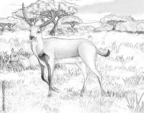 cartoon scene with koba lychee on the meadow safari illustration for children with coloring page © honeyflavour