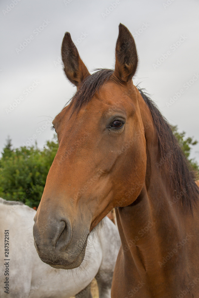 Obraz premium Cheval de course