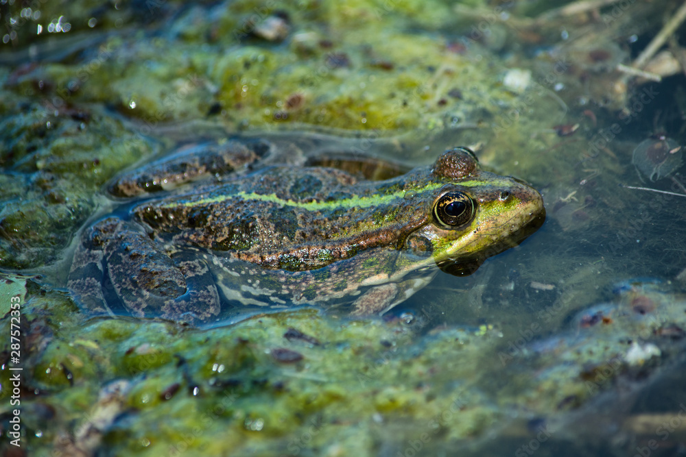 Amphibian lake frog (Pelophylax ridibundus) sitting on the water. The texture of the frog background the frog on the water surface. Frog closeup. Soft selective focus. Amphibian lake frog (Pelophylax ridibundus) sitting on the water. The texture of the frog background the frog on the water surface. Frog closeup. Soft selective focus.