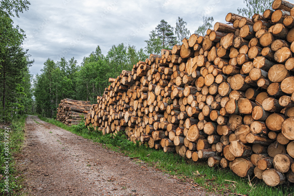 A big pile of wood in a forest road