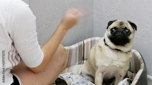 Close-up of angry woman wagging a finger and scolding her pug dog, punish a dog