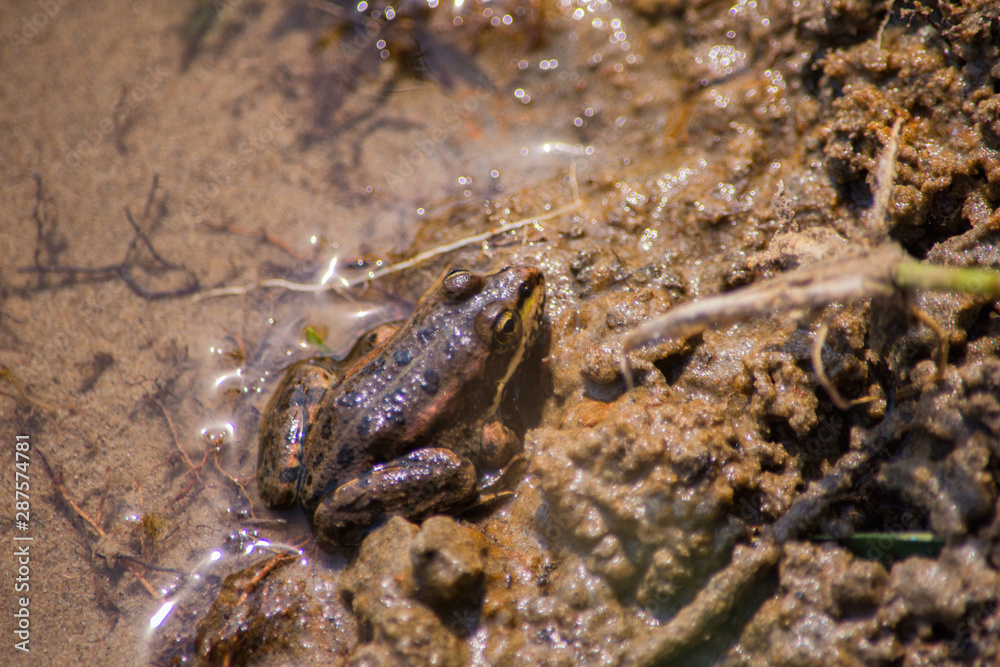 Amphibian little grassy frog (Rana temporaria) sitting in the water. The texture of the frog background the frog at the bottom river off the coast. Frog closeup. Soft selective focus.