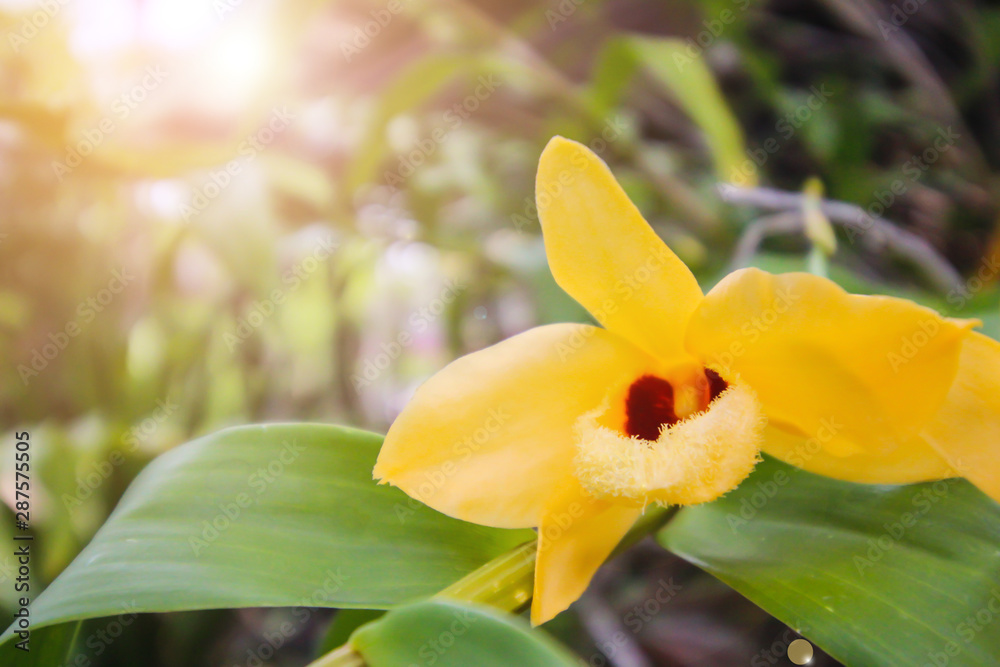 Yellow orchids are in the morning garden Yellow orchids are in the morning garden