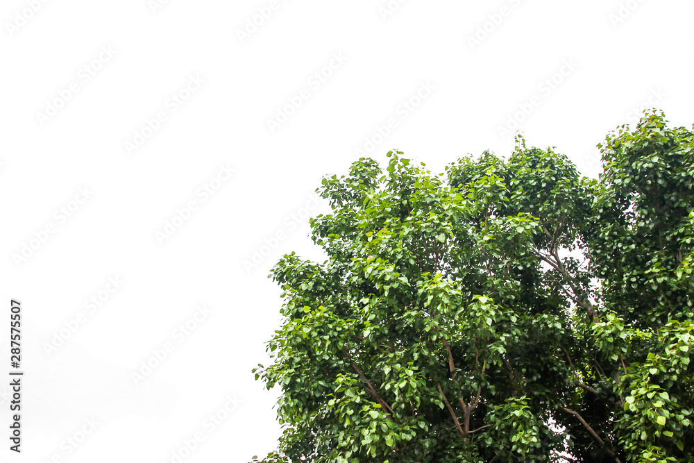 Fototapeta premium Trees on a white background that can be separated to be used to assemble pictures or web sites