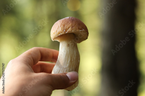 Wonderful Boletus edulis located in Beskydy czech republic. Man´s hand holds penny bun or porcino. Cep has brown cap and white stem and was found near spruce tree. Mushrooms season