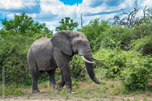 Elephant in Kruger National Park  South Africa.