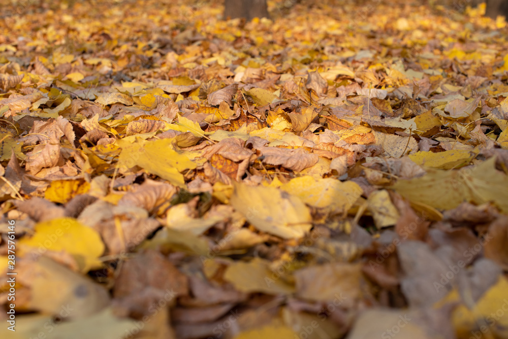 Autumn leaves background. A lot of leaves lie on ground.
