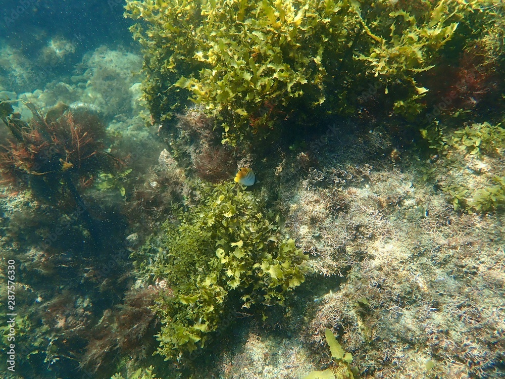 南伊豆 逢ケ浜でシュノーケル 南伊豆 逢ケ浜でシュノーケル