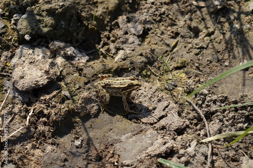Frog on the graund