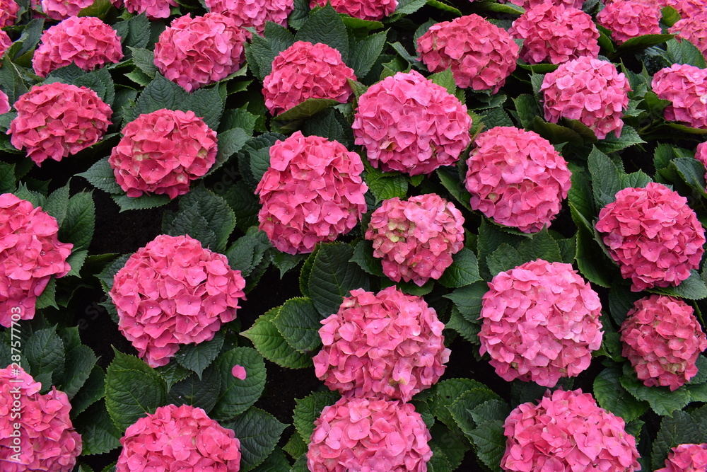 Top view of pink hydrangea (hortensia flower) blossom on sunny day, natural background. Top view of pink hydrangea (hortensia flower) blossom on sunny day, natural background.