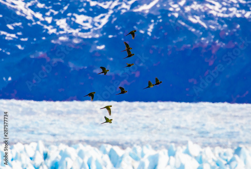 Austral Parakeets over Perito Moreno Glacier