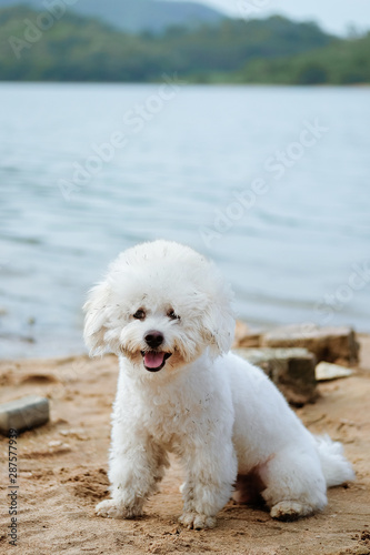 Little white dog playing on the beach with a big smile  © YOUMING VISION