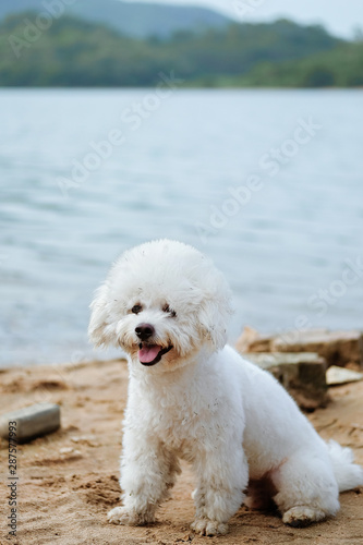 Little white dog playing on the beach with a big smile  © YOUMING VISION