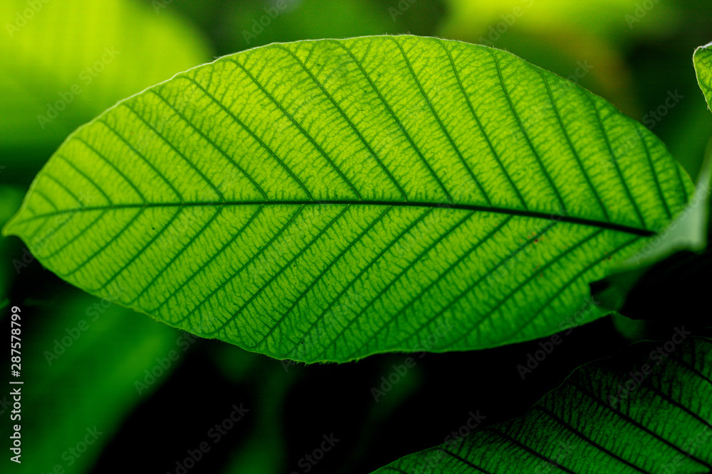 Tropical green leaves background.Green color tone. Tropical green leaves background.Green color tone.