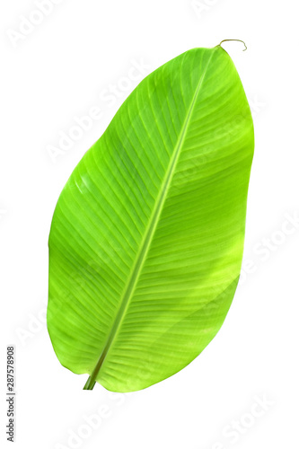 banana leaf isolated on white background, File contains a clipping path