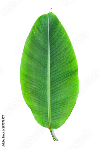 banana leaf isolated on white background  File contains a clipping path